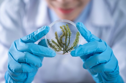 What is the Difference Between Biological Science and Biotechnology?